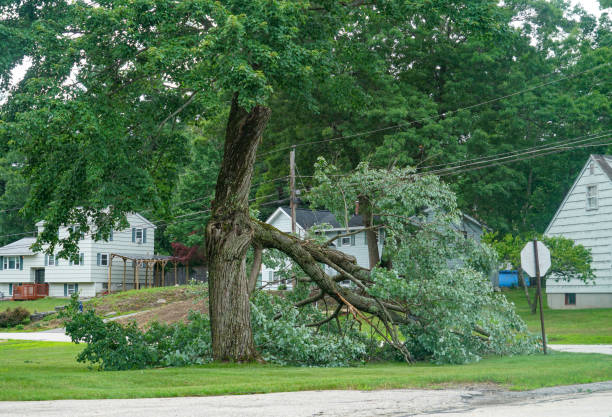 Tree Service Company in Eastmont, WA